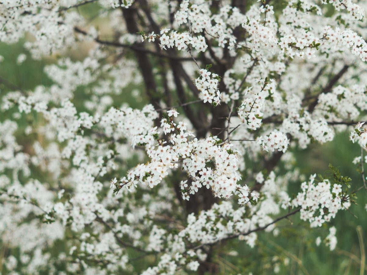 Allergies printanières : comment les anticiper pour mieux vivre la saison