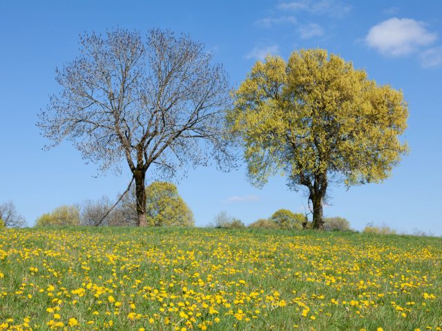 Se préparer efficacement aux allergies saisonnières