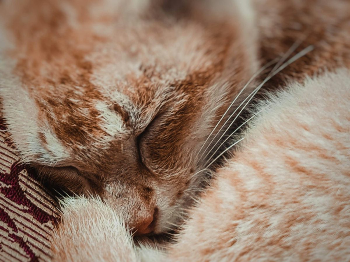 Dès ce soir, ces aliments peuvent transformer votre sommeil